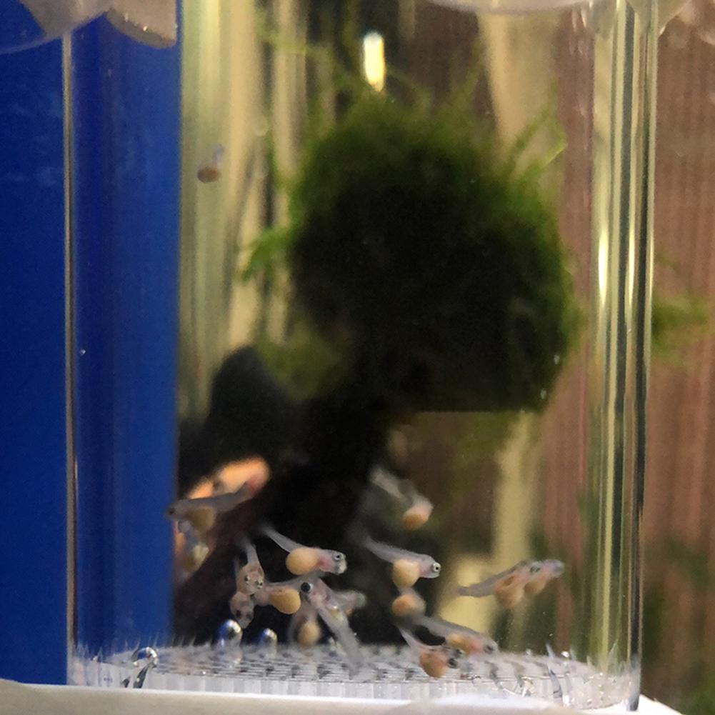 40mm Incubator Fish Hatchery E - Marine Aquarium Kit ulasan dan harga
