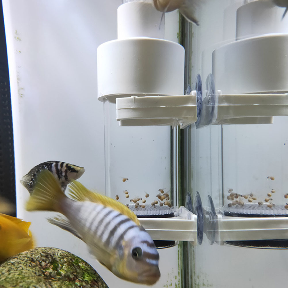 40mm Aquarium Cichlids Hatcher - Marine Aquarium Kit ulasan dan harga