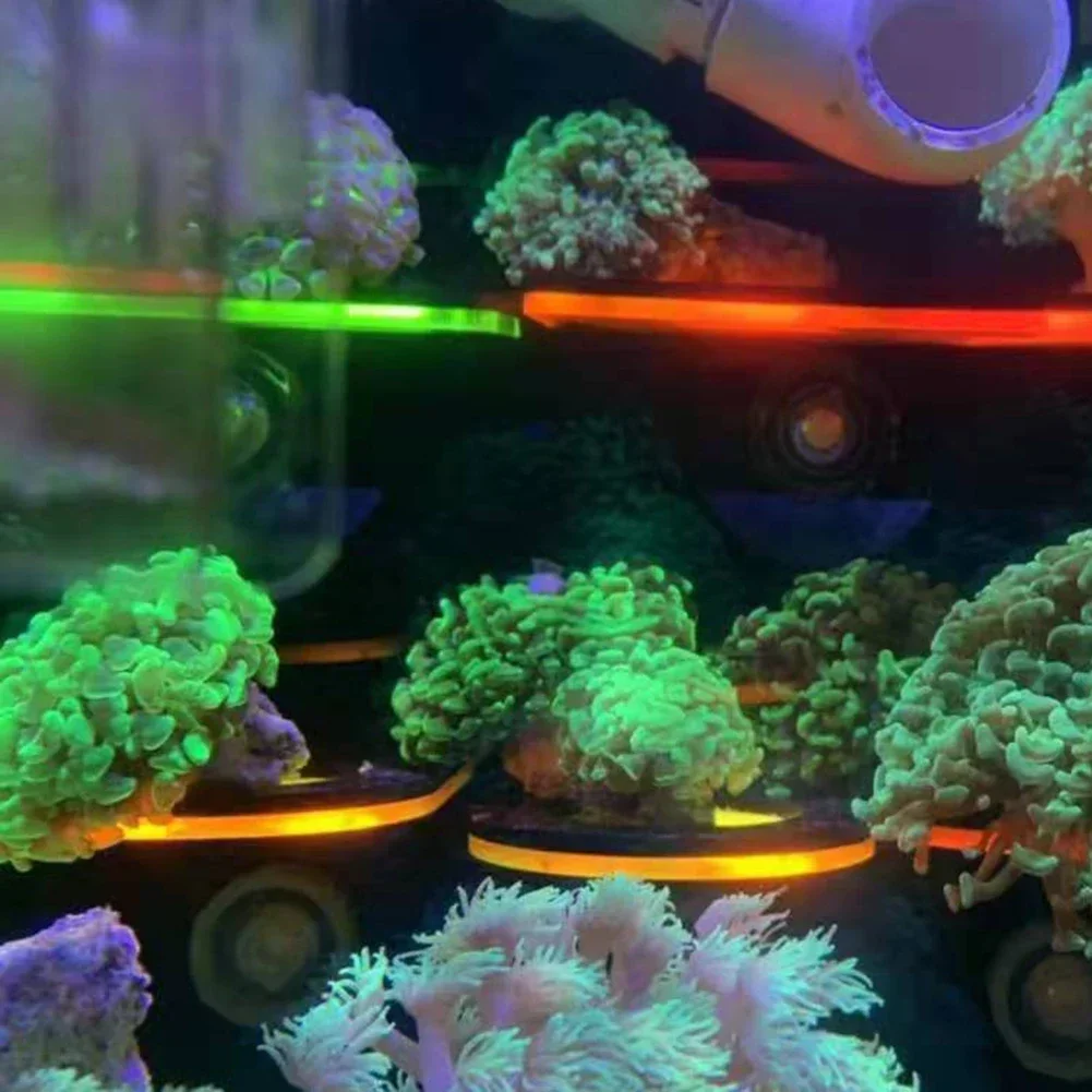 Fish Tank Acrylic Fluorescent  - Aquarium Marine Fishes ulasan dan harga