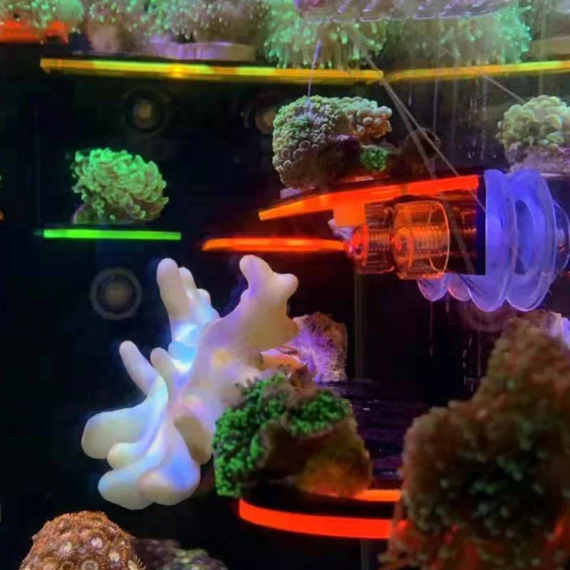 Fish Tank Acrylic Fluorescent  - Aquarium Marine Fishes ulasan dan harga